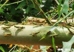 云南蝗灾再次升级！覆盖已达13.5万亩，会不会继续扩大