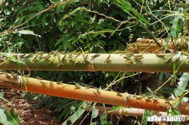 云南蝗灾再次升级！覆盖已达13.5万亩，会不会继续扩大