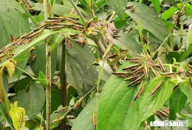 云南蝗灾再次升级！覆盖已达13.5万亩，会不会继续扩大