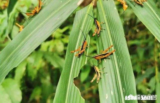 云南蝗灾再次升级！覆盖已达13.5万亩，会不会继续扩大