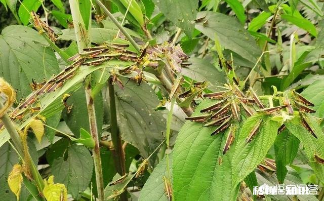 云南蝗灾再次升级！覆盖已达13.5万亩，会不会继续扩大