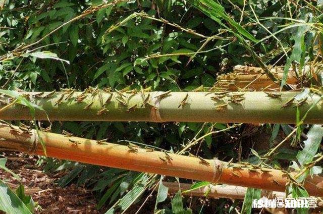 云南蝗灾再次升级！覆盖已达13.5万亩，会不会继续扩大