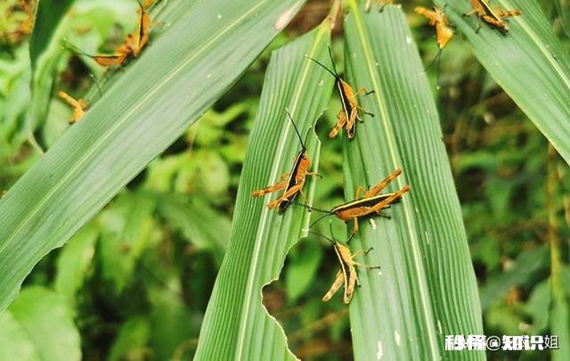 云南蝗灾再次升级！覆盖已达13.5万亩，会不会继续扩大