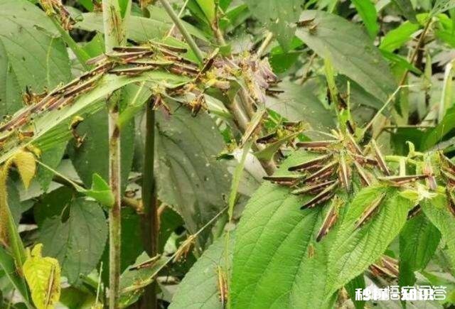 云南蝗灾再次升级！覆盖已达13.5万亩，会不会继续扩大