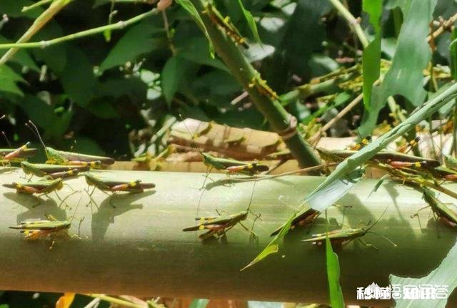 云南蝗灾再次升级！覆盖已达13.5万亩，会不会继续扩大