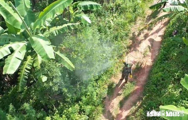 云南蝗灾再次升级！覆盖已达13.5万亩，会不会继续扩大