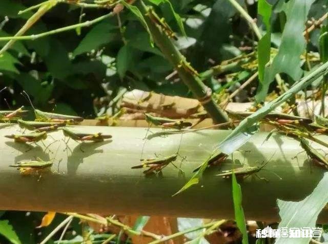 云南蝗灾再次升级！覆盖已达13.5万亩，会不会继续扩大