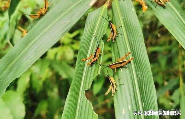 云南蝗灾再次升级！覆盖已达13.5万亩，会不会继续扩大