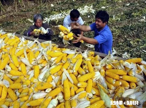 2020年种春玉米价格如何