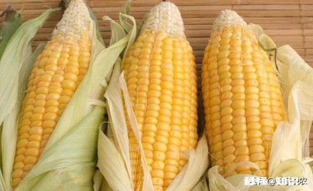 2020年种春玉米价格如何