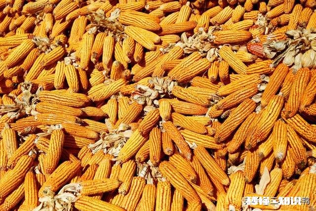 2020年种春玉米价格如何