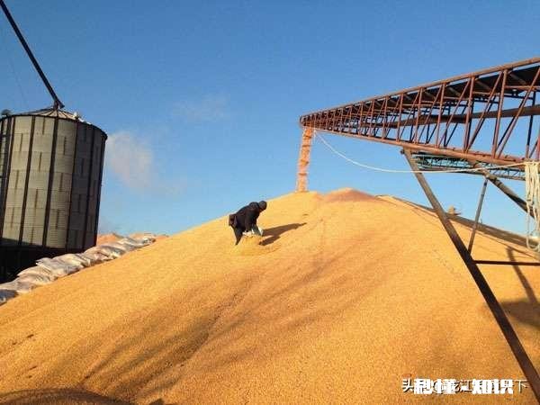 2020年种春玉米价格如何