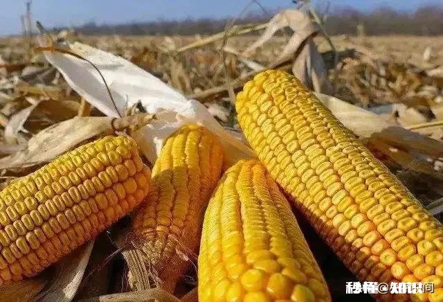 2020年种春玉米价格如何
