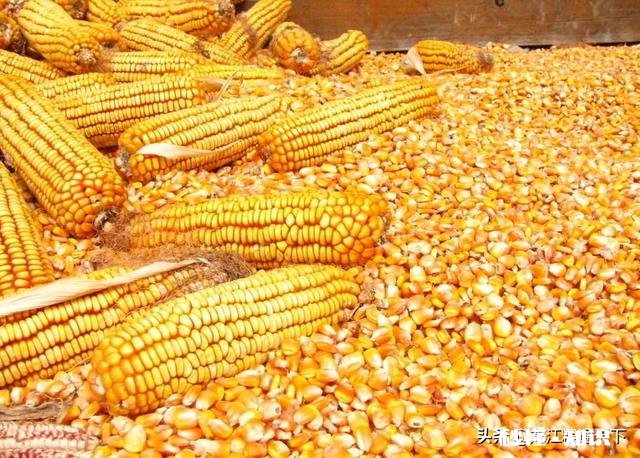 2020年种春玉米价格如何