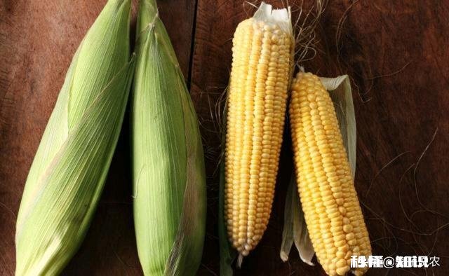 2020年种春玉米价格如何