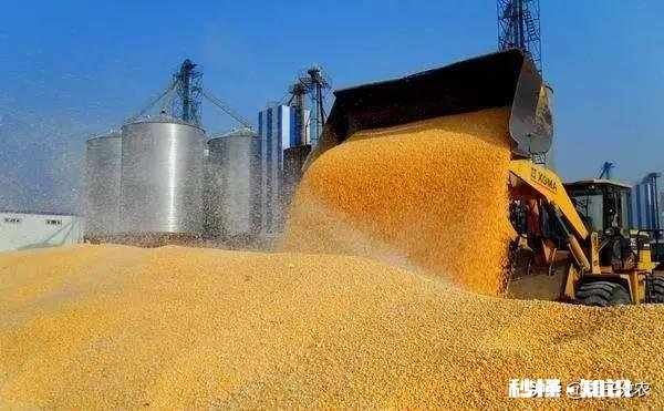 2020年种春玉米价格如何