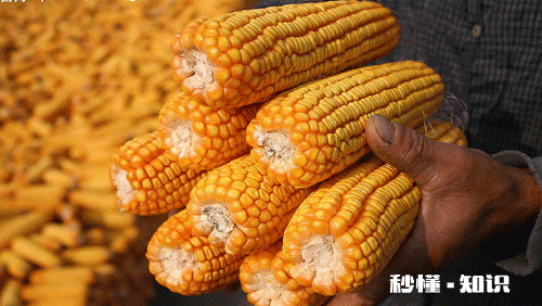 2020年种春玉米价格如何