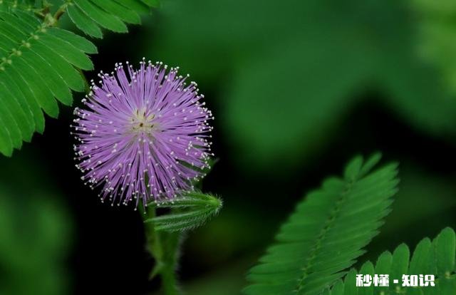 属牛的女人好相处吗