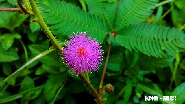 属牛的女人好相处吗