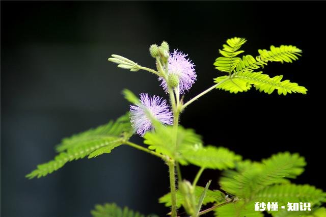 属牛的女人好相处吗
