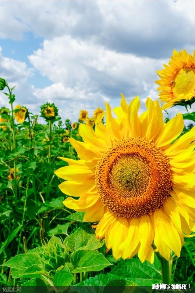 什么是幸福，有车有房好工作就是幸福吗