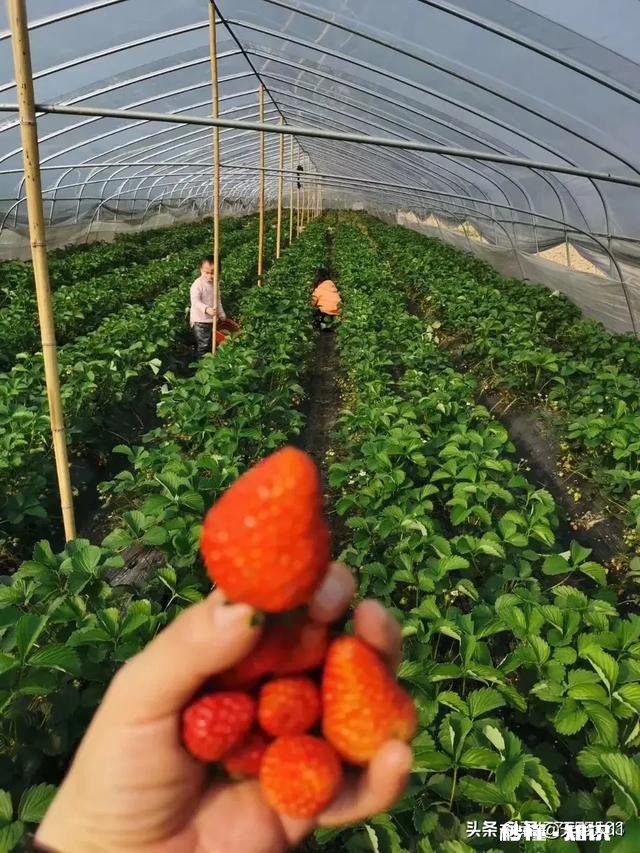 什么是幸福，有车有房好工作就是幸福吗