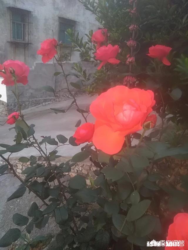 有没有什么关于狗的真实感人故事