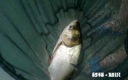 鲢鳙在水面游怎么做钓