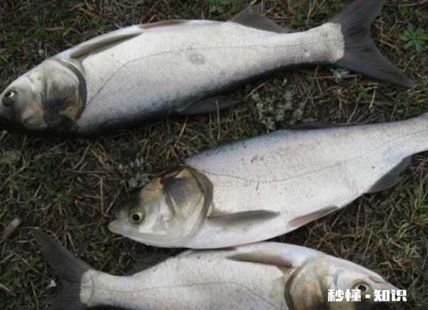 鲢鳙在水面游怎么做钓