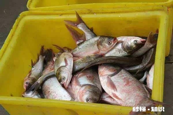 鲢鳙在水面游怎么做钓