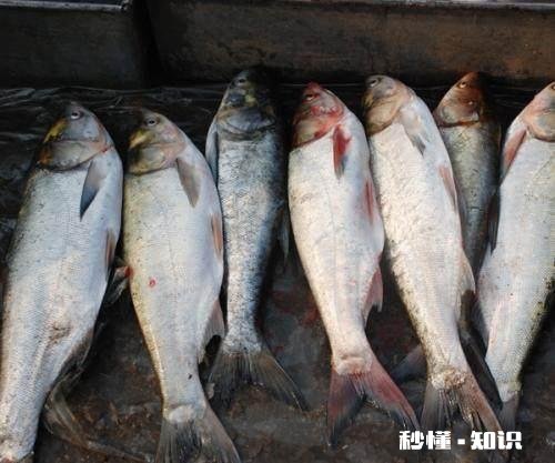 鲢鳙在水面游怎么做钓