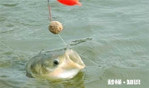 鲢鳙在水面游怎么做钓