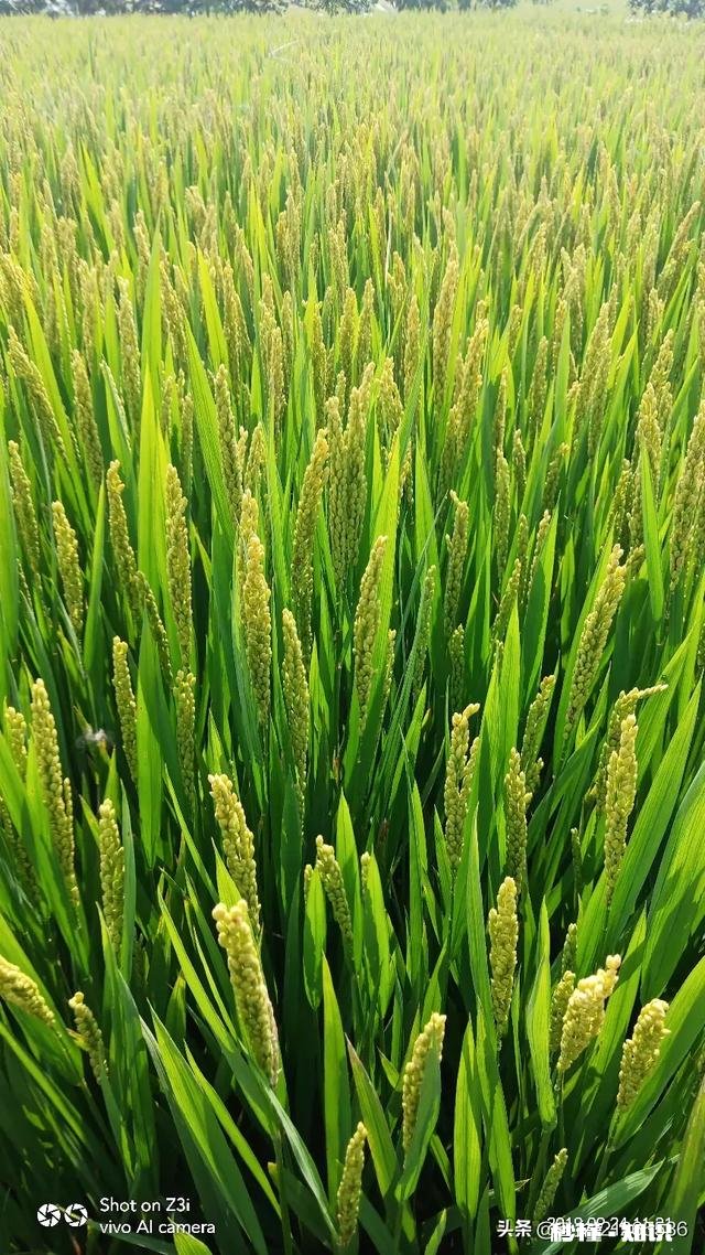 田边的水稻为什么要青一些
