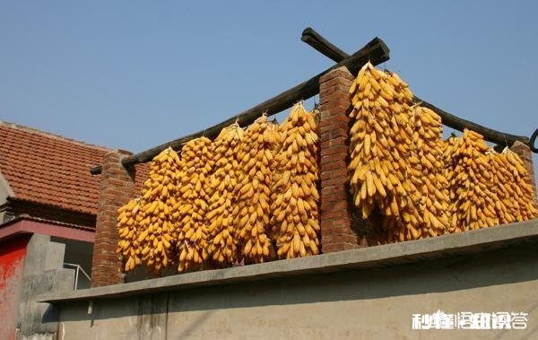 年前主产区玉米价格能否突破1元关口为什么