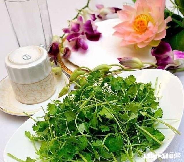 鸭儿芹怎么做成健康美食
