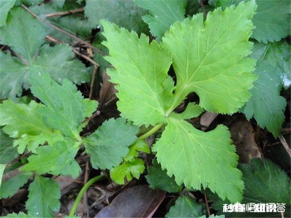 鸭儿芹怎么做成健康美食