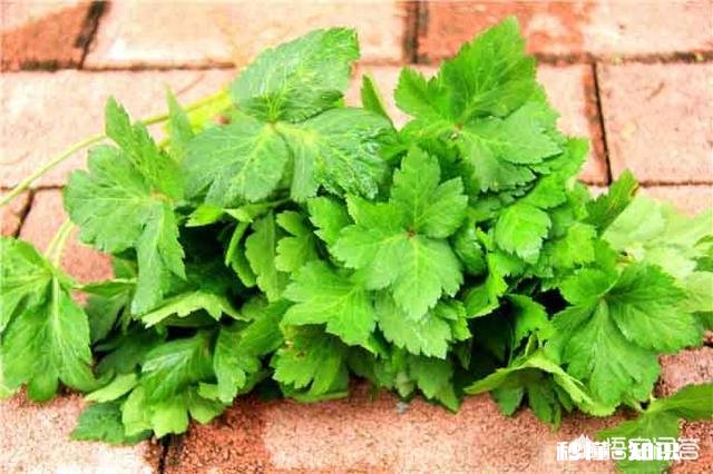 鸭儿芹怎么做成健康美食