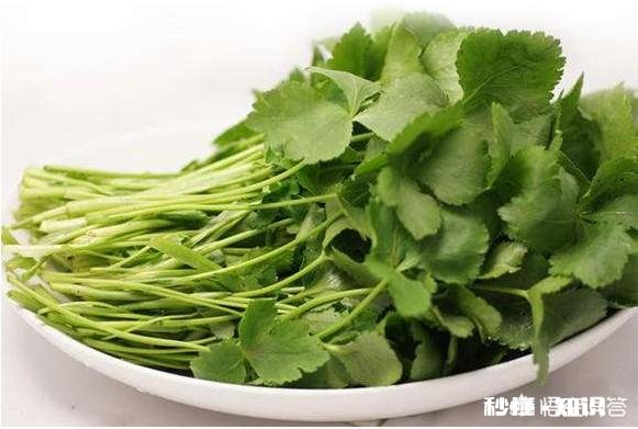 鸭儿芹怎么做成健康美食