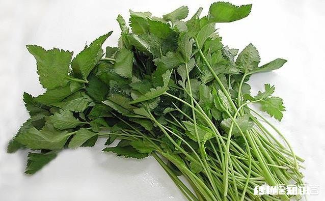 鸭儿芹怎么做成健康美食