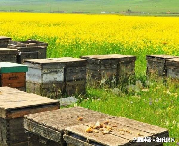 公蜂为什么逃跑