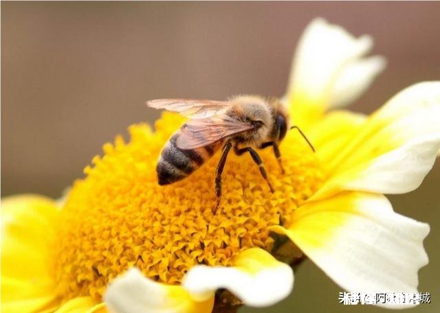 公蜂为什么逃跑