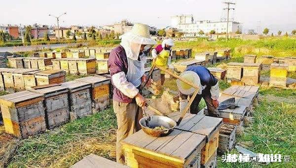 公蜂为什么逃跑