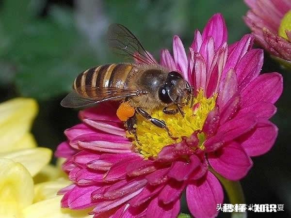 公蜂为什么逃跑