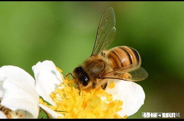 公蜂为什么逃跑