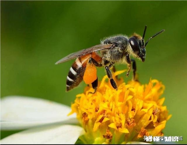 公蜂为什么逃跑