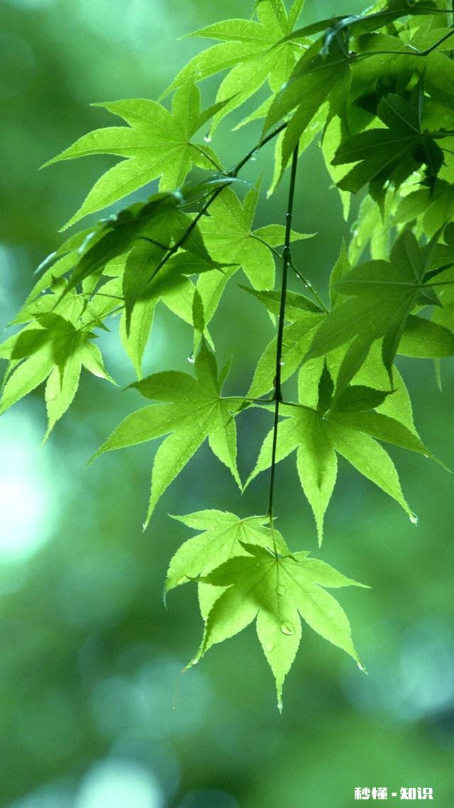 请问大家都用哪些漂亮的手机壁纸唯美的，性感的，古风的，科幻的，还是3D的呢