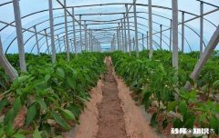 插的辣椒苗怎么垂头了呢该怎么办