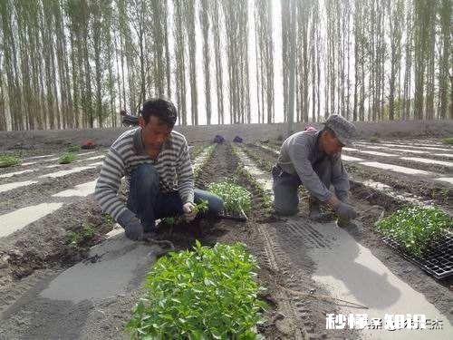 插的辣椒苗怎么垂头了呢该怎么办