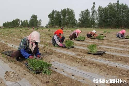 插的辣椒苗怎么垂头了呢该怎么办