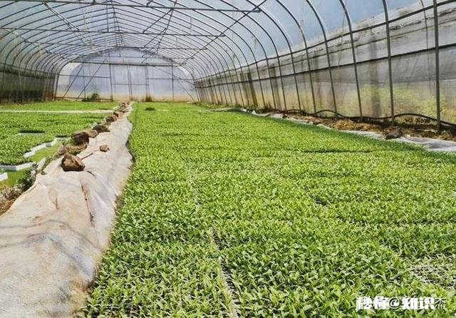 插的辣椒苗怎么垂头了呢该怎么办